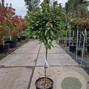 Viburnum tin. 'Eve Price' 80 cm stam container bol 50-60