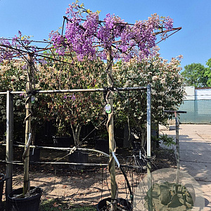 Wisteria brach. 'Okayama' 200 cm stam 45L dakvorm