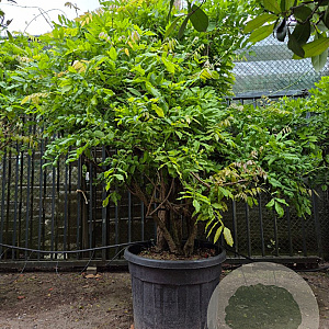 Wisteria sinensis 200-250 cm cont. 150L stam