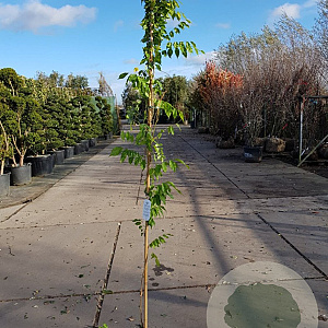 Wisteria sinensis 'Prolific' 175-200 cm 3,0L