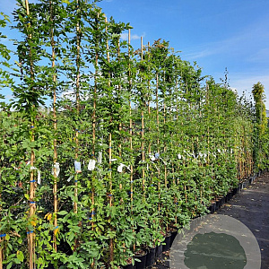 Wisteria sinensis 'Prolific' 250-300 cm cont. 95L