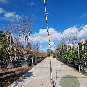Wisteria sinensis 'Prolific' 250-300 cm cont. 95L