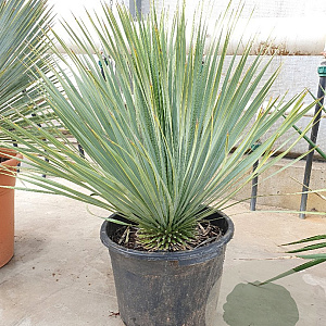 Yucca rostrata 50-60 cm container