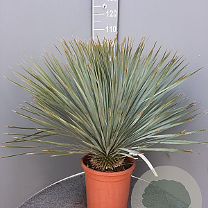 Yucca rostrata 60-80 cm container