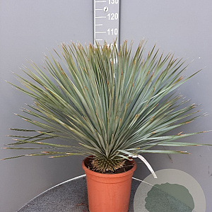 Yucca rostrata 60-80 cm container