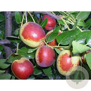 Ziziphus jujuba 180 cm stam container 16-18 leiboom