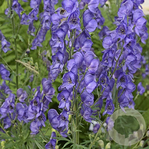 Aconitum fischeri GM P9