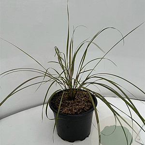 Anemanthele lessoniana GM 2,0L