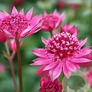 Astrantia maj. 'Red Joyce' GM P9