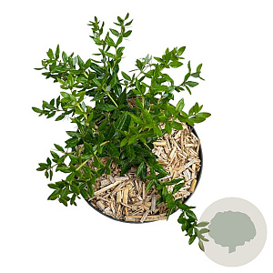 Berberis frikartii 'Amstelveen' 25-30 cm 2,0L