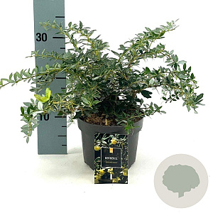 Berberis frikartii 'Amstelveen' 25-30 cm 2,0L