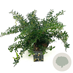 Berberis frikartii 'Amstelveen' 25-30 cm 2,0L