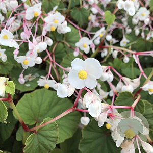 Begonia grandis 'Alba' GM P9