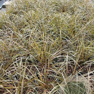 Calamagrostis arundinacea GM 2,0L