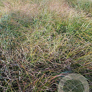 Calamagrostis arundinacea GM 2,0L