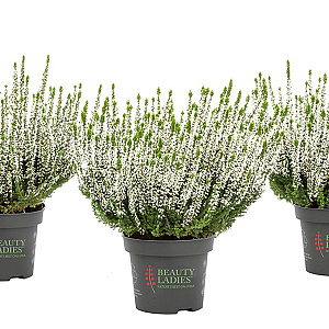 Calluna v. Beauty Ladies Verenka 10-12 cm P10,5