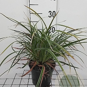 Carex morrowii 'Ice Dance' GM 2,0L