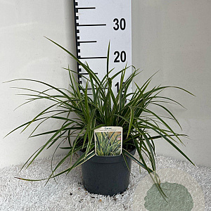 Carex morrowii 'Ice Dance' GM 2,0L