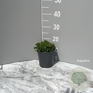 Campanula portenschlagiana GM 2,0L