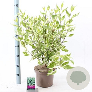 Cornus alba 'Elegantissima' 60-80 cm 5,0L