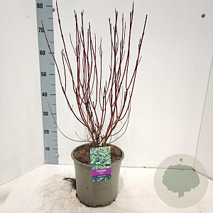 Cornus alba 'Elegantissima' 60-80 cm 5,0L
