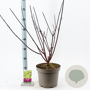 Cornus alba 'Kesselringii' 60-80 cm 5,0L
