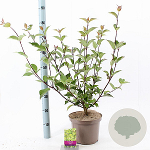 Cornus alba 'Kesselringii' 60-80 cm 5,0L