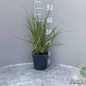 Cortaderia s. 'Rosea' GM 2,0L