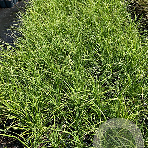Cortaderia s. 'Rosea' GM 2,0L