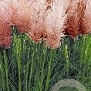 Cortaderia s. 'Rosea' GM P9