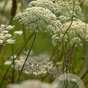 Daucus carota GM P9