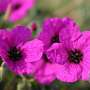 Geranium cin. 'Giuseppii' GM P9