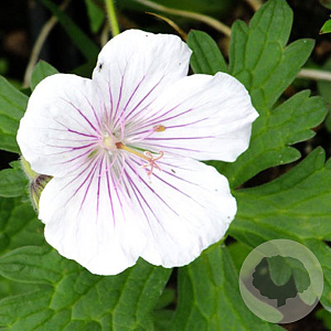 Geranium himalayense 'Derrick Cook' GM P9