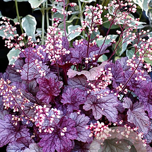 Heuchera 'Shanghai' GM P9