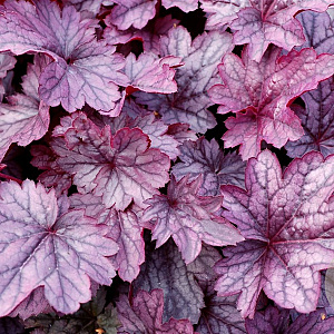 Heuchera 'Shanghai' GM P9