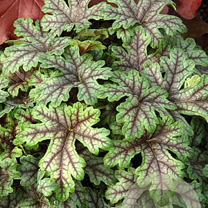 Heucherella 'Tapestry' GM P9