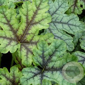 Heucherella 'Tapestry' GM P9