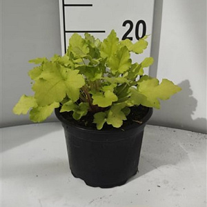 Heuchera 'Lime Marmalade' GM 2,0L