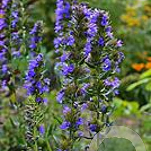 Hyssopus officinalis GM 2,0L