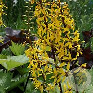 Ligularia 'Little Rocket' GM P9