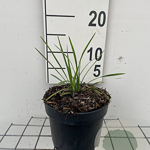 Liriope muscari 'Moneymaker' GM 2,0L