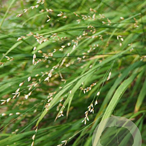 Melica uniflora albida GM P9