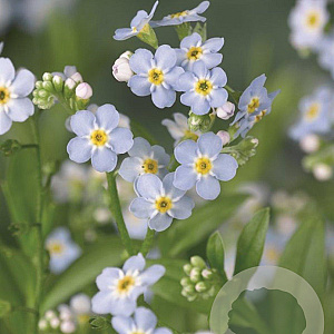 Myosotis palustris GM P9