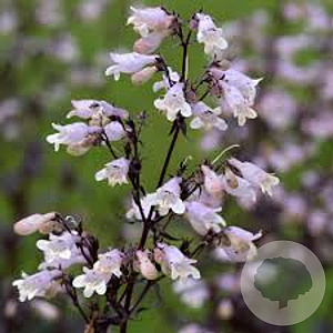 Penstemon 'Onyx and Pearls' GM P9