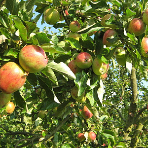 Phillyrea ang. 'Green Line' 15-20 cm 2,5L