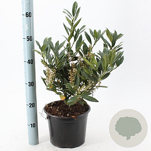 Prunus l. 'Otto Luyken' 30-40 cm 5,0L