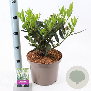 Prunus l. 'Otto Luyken' 30-40 cm 5,0L