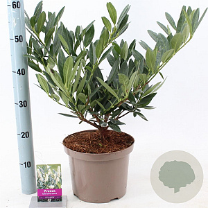 Prunus l. 'Otto Luyken' 30-40 cm 5,0L