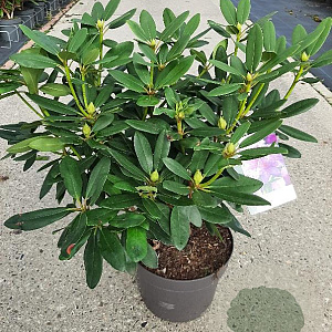 Rhododendron 'Catawb. Grandiflorum' 50-60 cm 7,5L