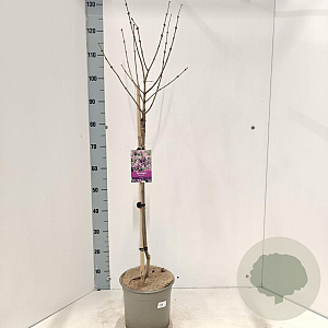 Syringa meyeri 'Palibin' 60 cm stam 5,0L